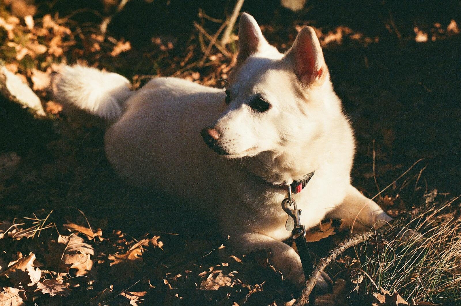 A white dog with a leash lies on fallen autumn leaves in Trentino-South Tyrol, Italy.