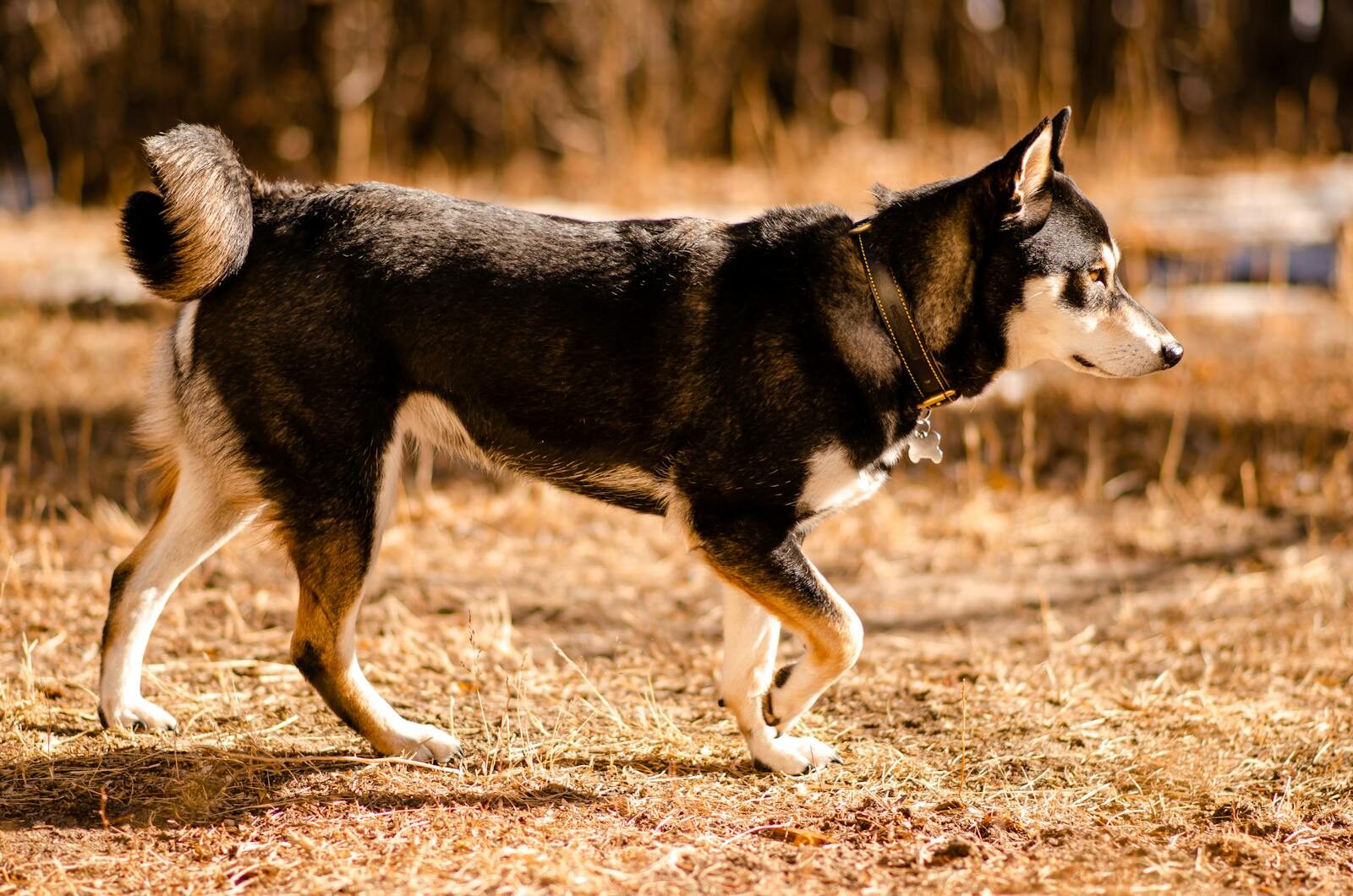 A lively dog walking on dry grass in a sunlit rural setting.