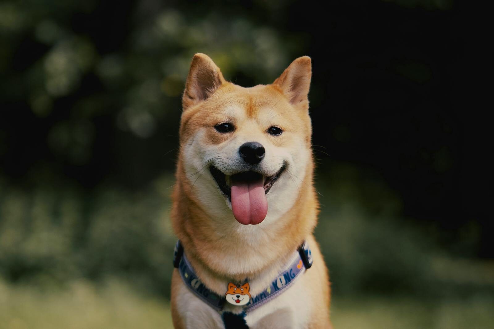 Cute Shiba Inu smiling with tongue out in outdoor portrait. Perfect pet photo.
