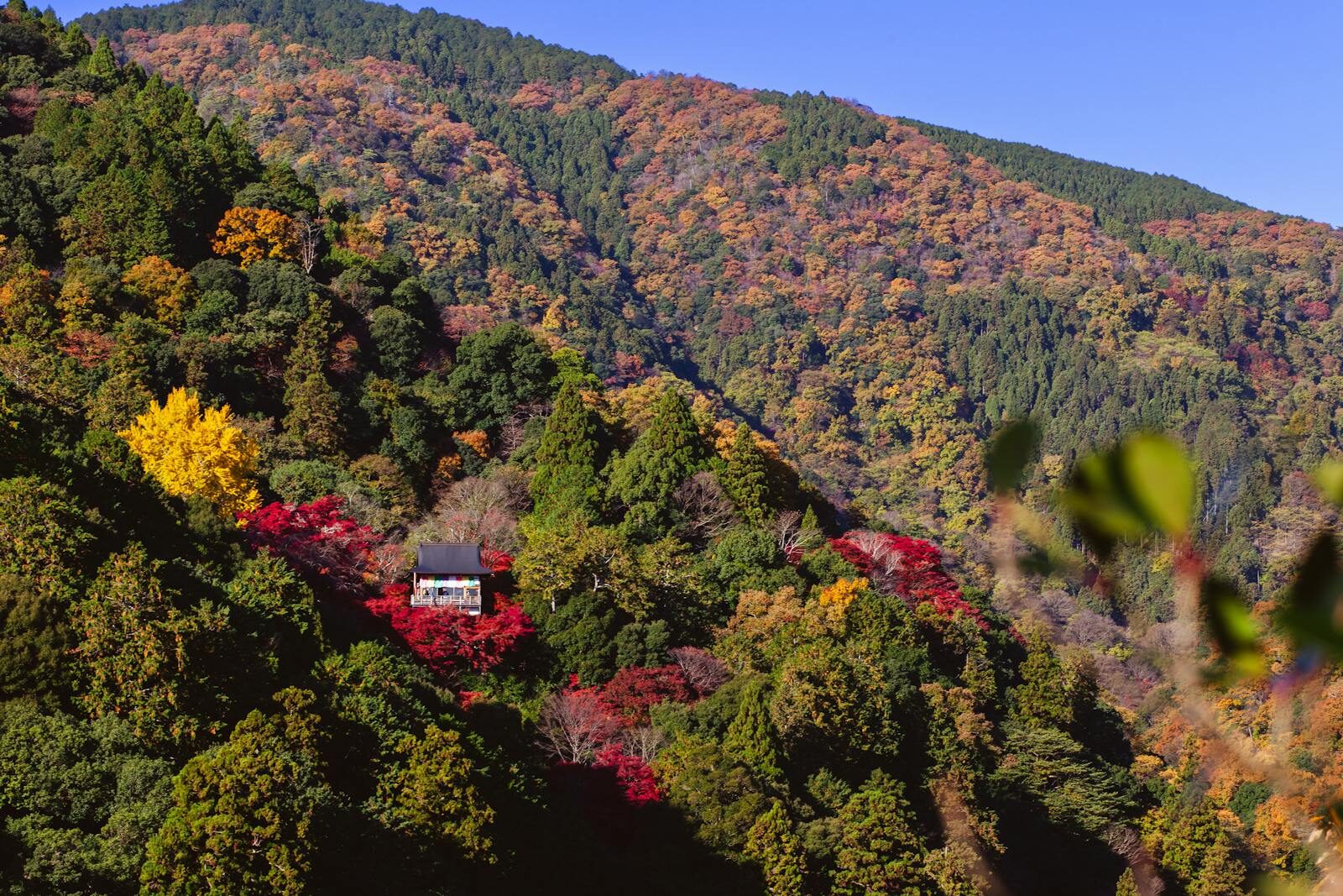 Beautiful autumnal colors surround a traditional Japanese house nestled in a lush mountain forest.